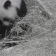 Illustration for article titled Drop everything — a baby panda was just born at The National Zoo, and theres a baby panda cam (UPDATED)